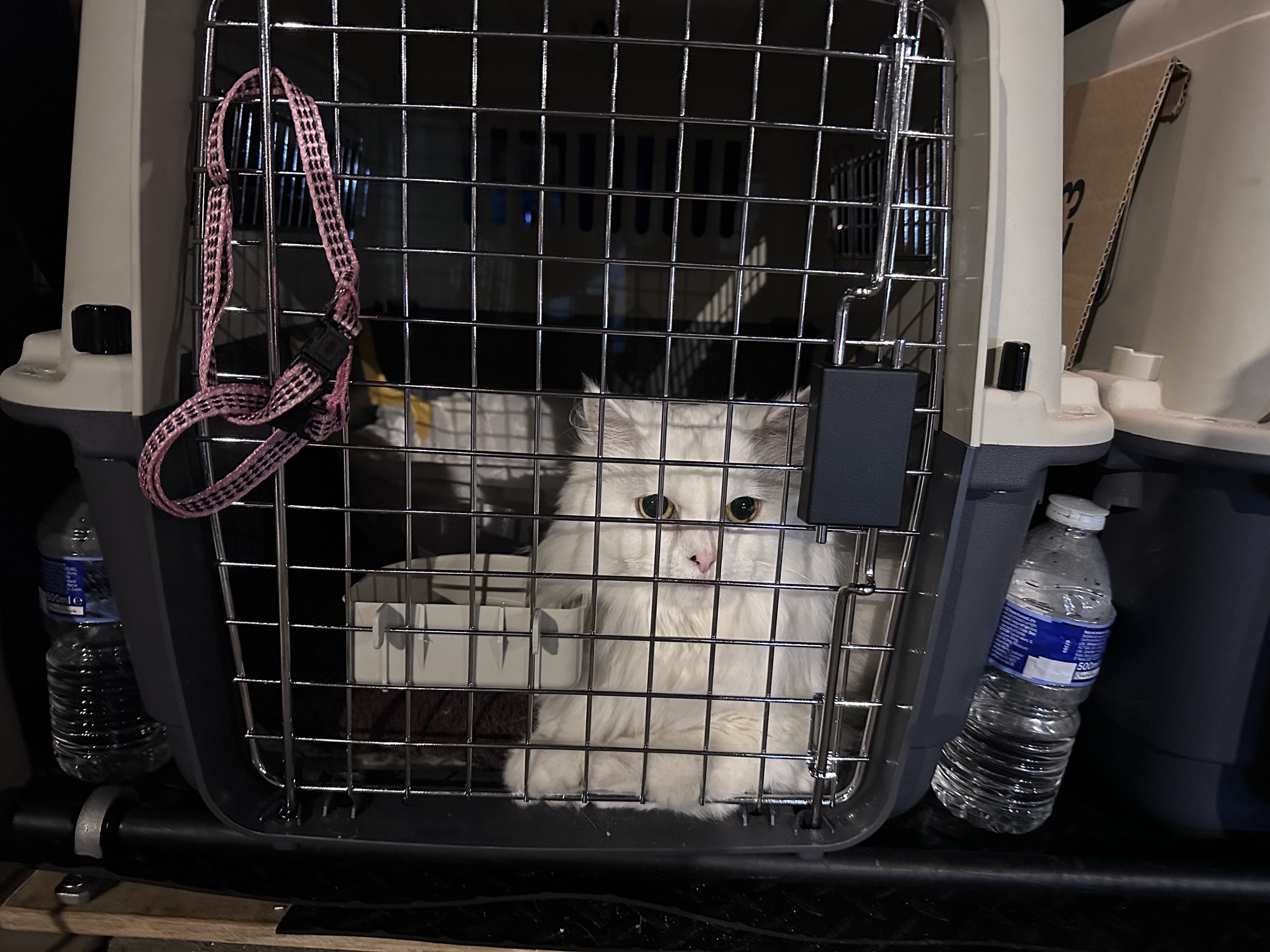 EN| An Incredible Journey with Pets: Moscow to London in Just 19 Hours! 🌍🐾