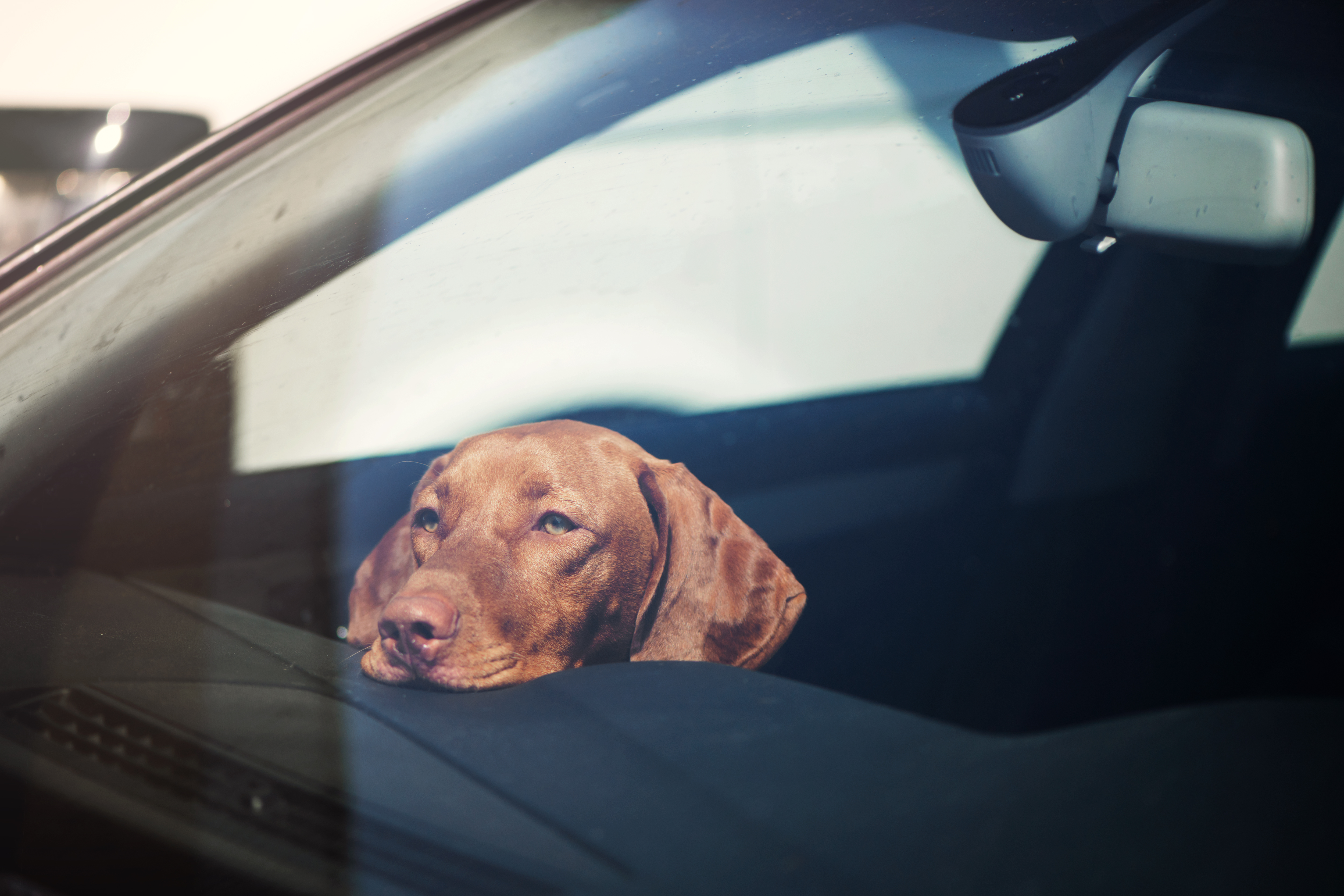 EN| COMPLETE GUIDE ON THE DIFFERENCES BETWEEN COMMERCIAL AND NON-COMMERCIAL TRANSPORTATION OF DOGS AND CATS, WITH LAWS, REGULATIONS, AND VAT EXEMPTION JUSTIFICATIONS
