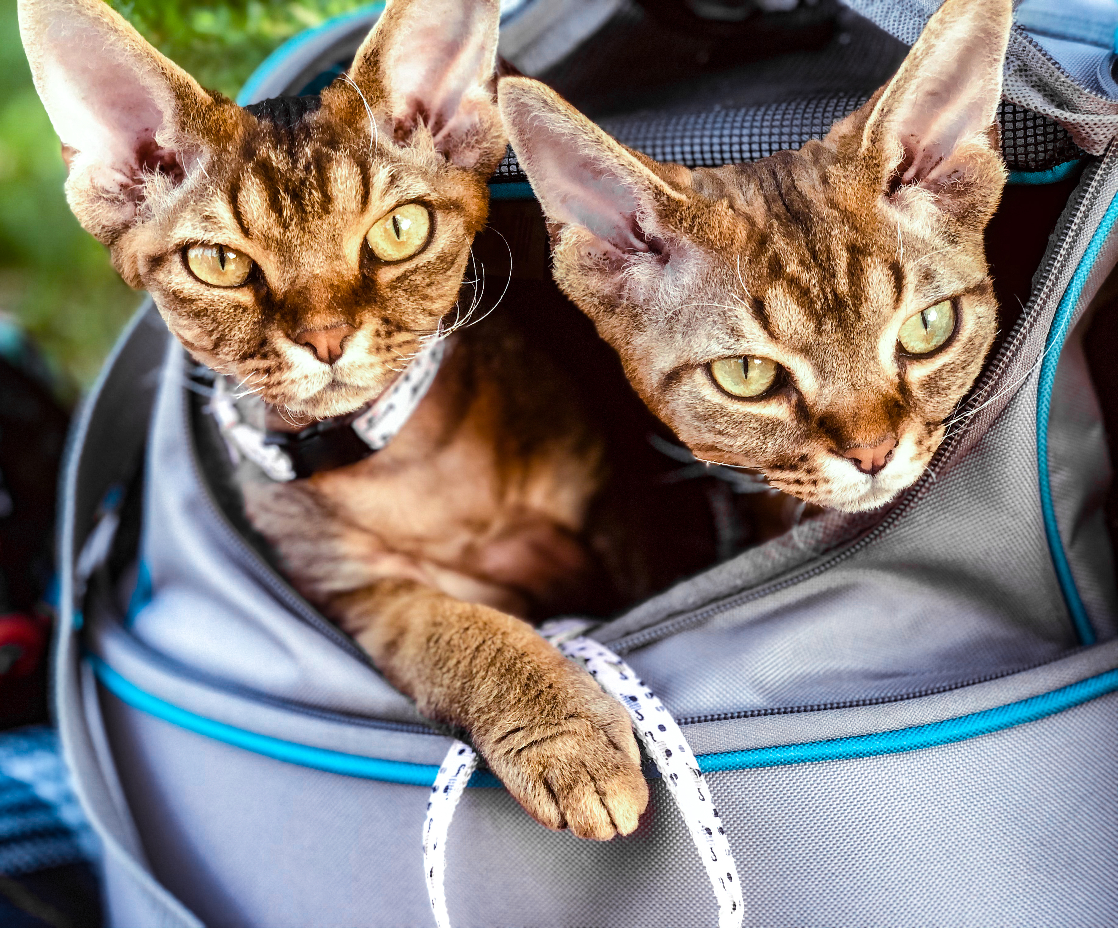 Transport de chats de Nice à Londres – Voyage en avion et voiture avec soins personnalisés
