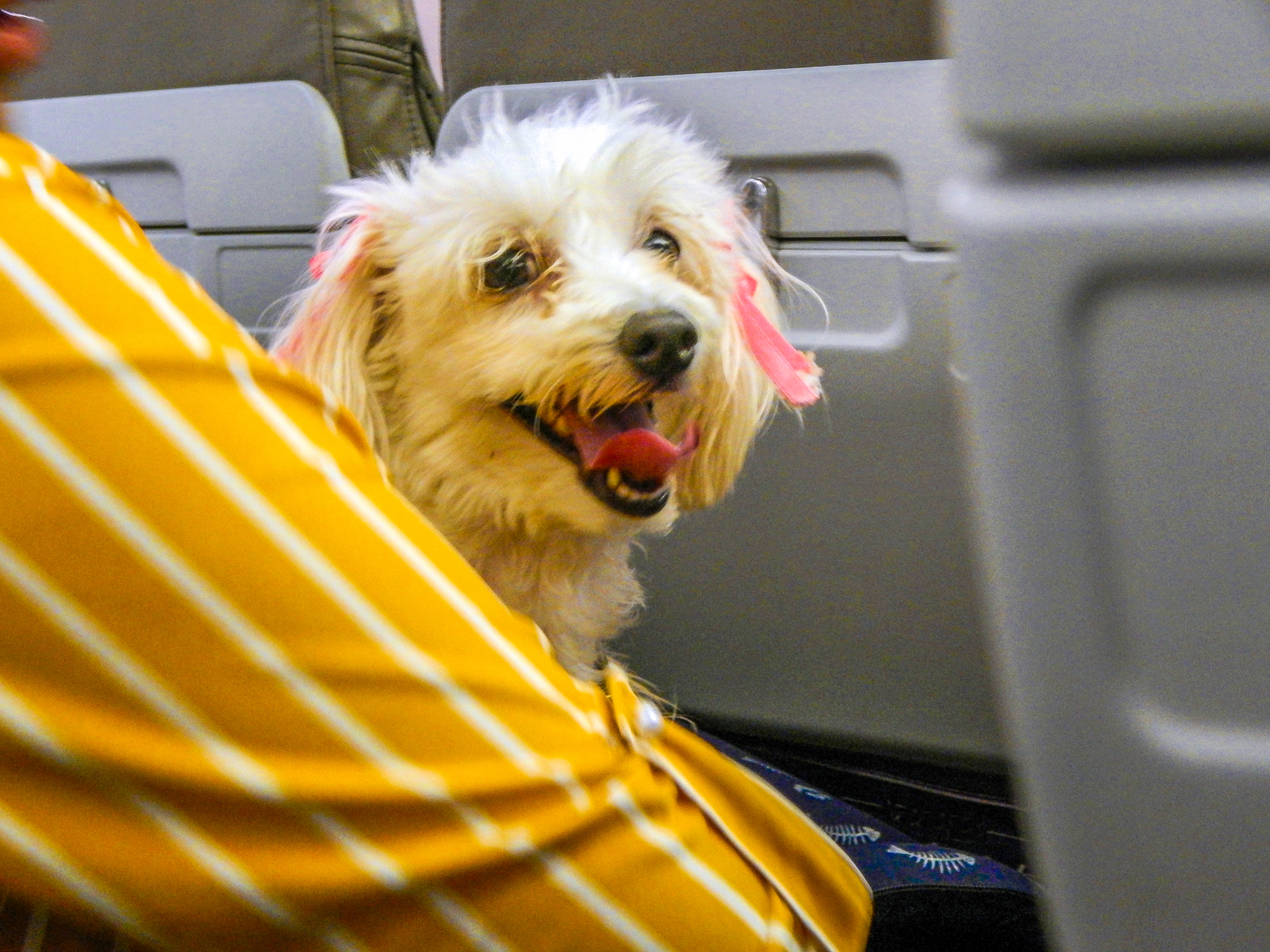 How to Travel with a Cat or Dog by Air: Safe Cabin and Hold Transport Guide