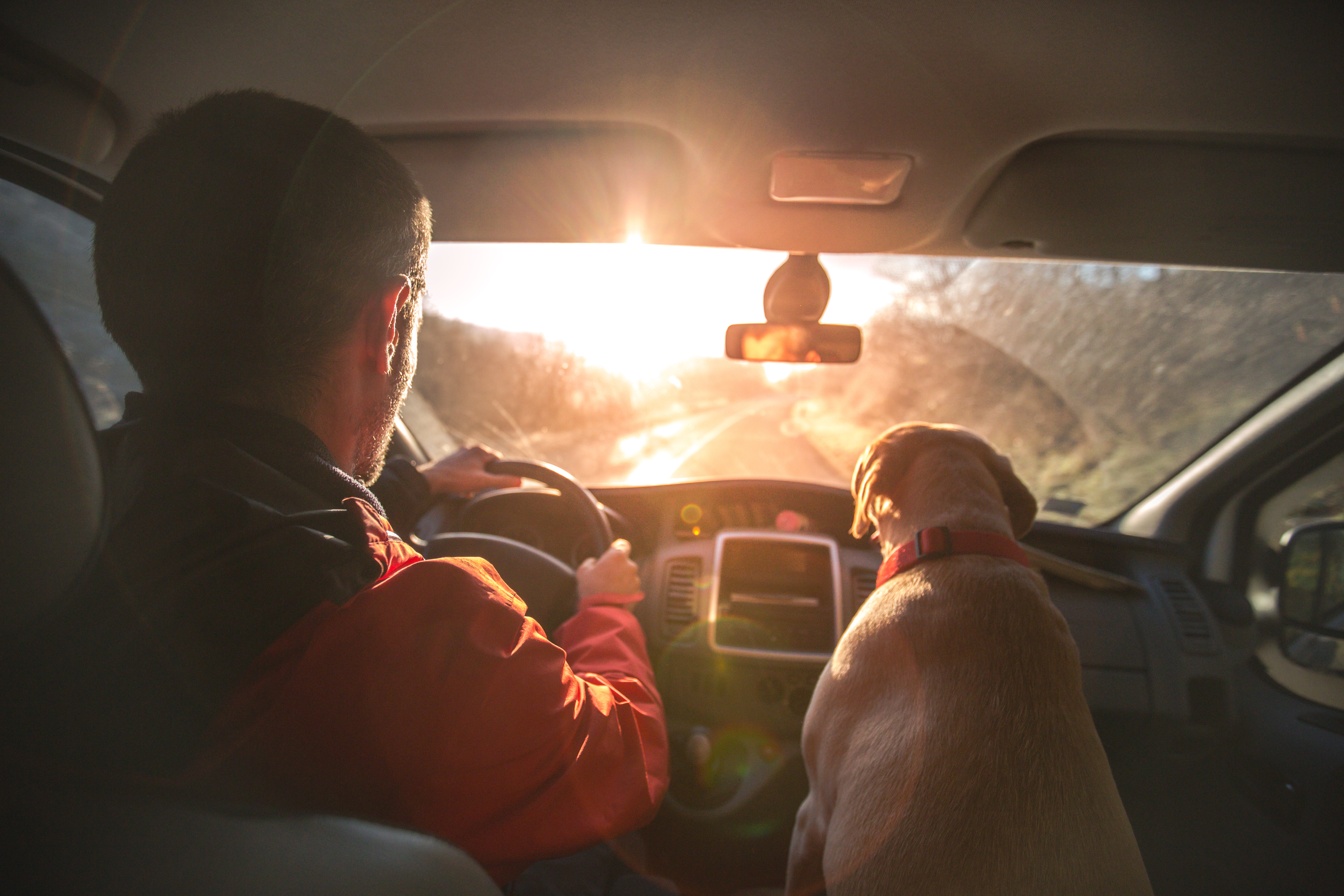 EN | How to Transport Your Pet: Cargo or Family Member?