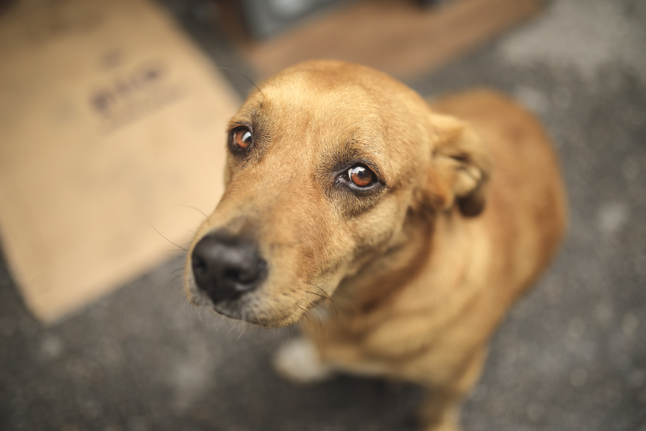 The Regulation We "Deserved": How EU Politicians Betrayed Pet Owners Once Again