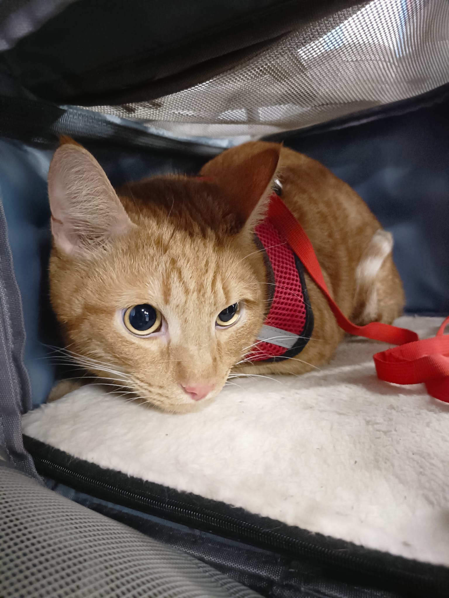 Перевозка кота Бакса: Казань — Белград — Париж — Лондон (Евротоннель, курьер)