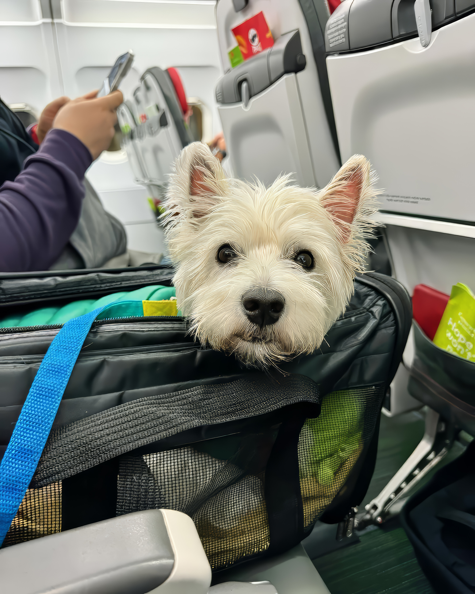 How to transport a pet to the United Kingdom — how to bring a cat or dog to the UK, documents and rules