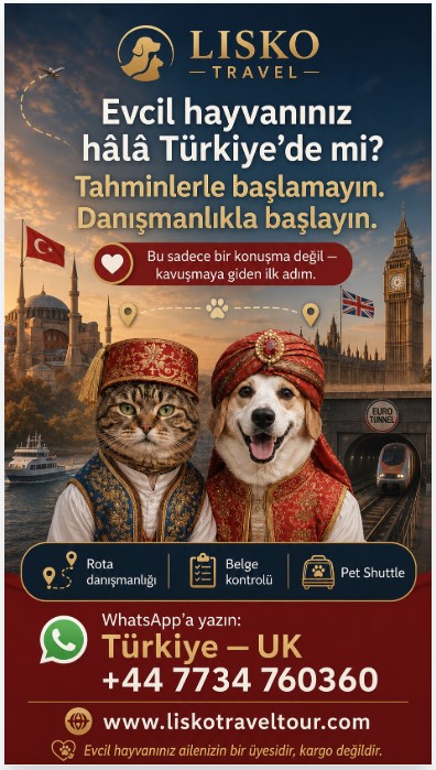 Türkiye’den İngiltere’ye evcil hayvanla giderken belgeleri son haftaya bırakmayın